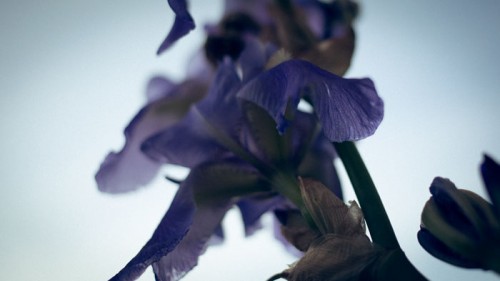 impactist_perm01